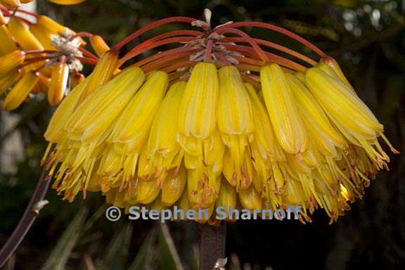 aloe capitata var capitata graphic